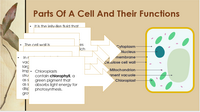 Plant cell diagram with functions of different parts powerpoint lesson